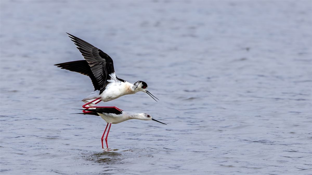 Black-winged Stilt