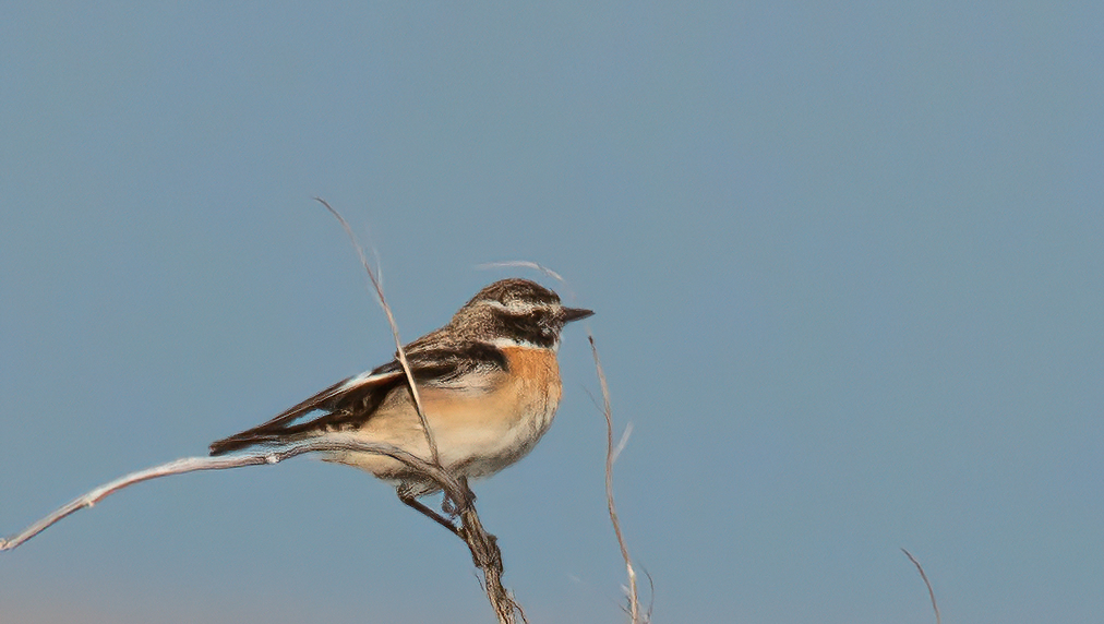 Whinchat