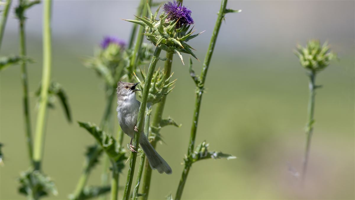 Delicate Prinia