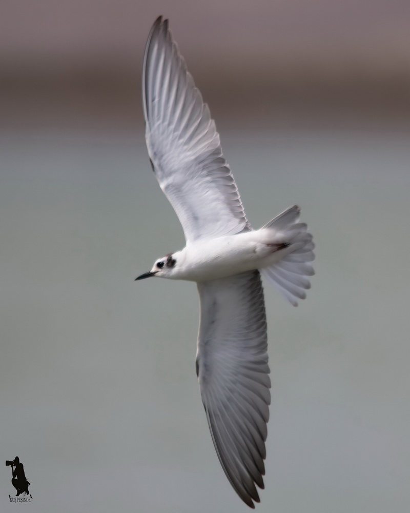 White-winged Tern