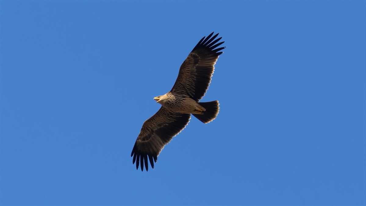 Eastern Imperial Eagle