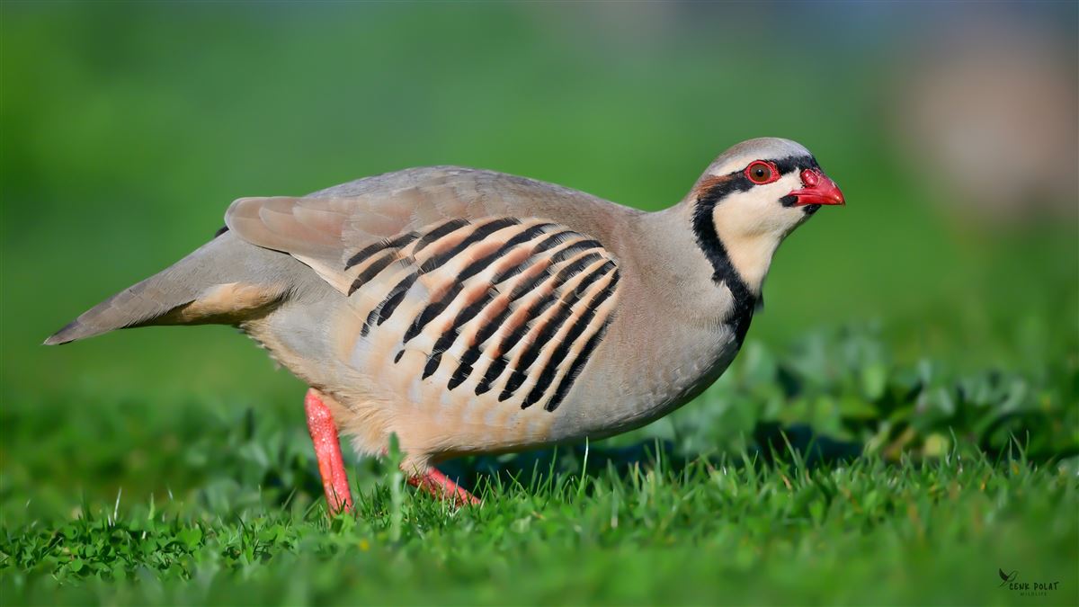 Chukar Partridge