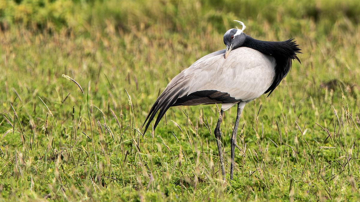 Demoiselle Crane