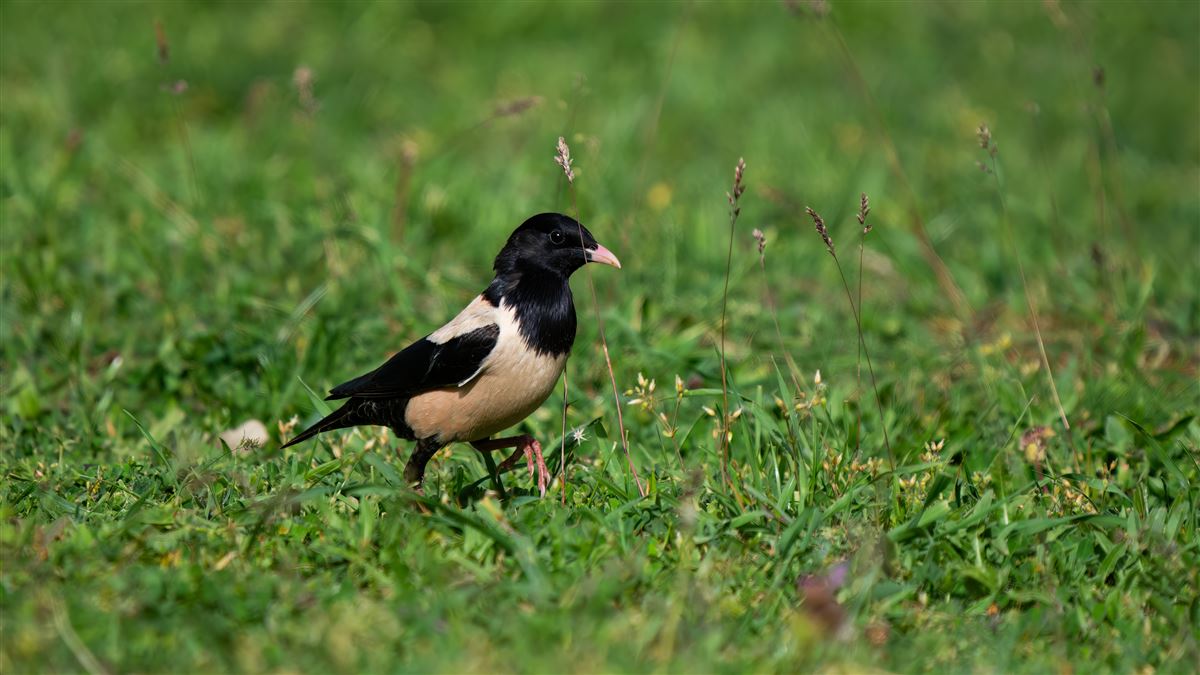 Rosy Starling