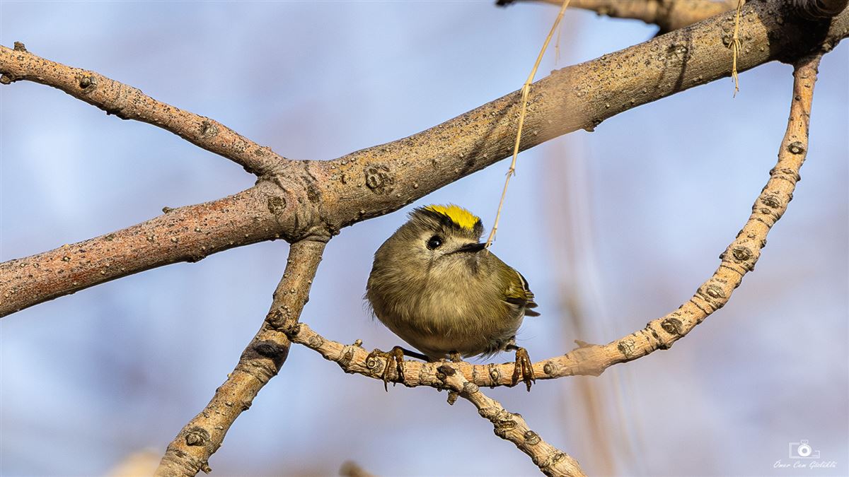 Goldcrest