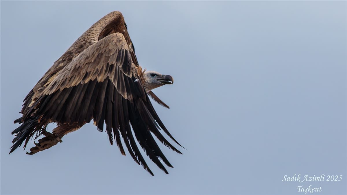 Griffon Vulture