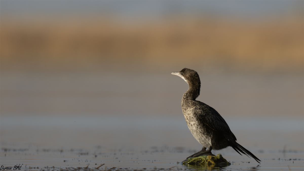 Pygmy Cormorant