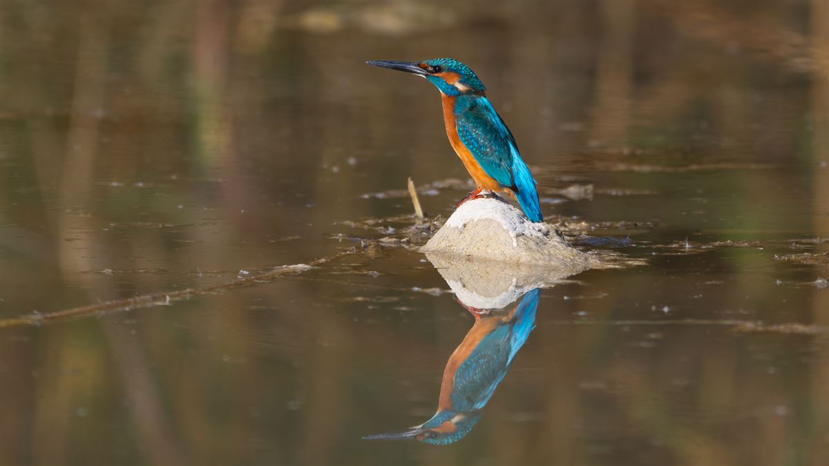 Common Kingfisher