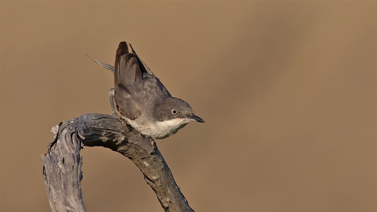 Eastern Orphean Warbler