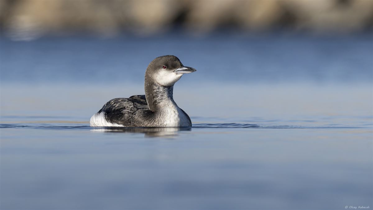 Black-throated Loon