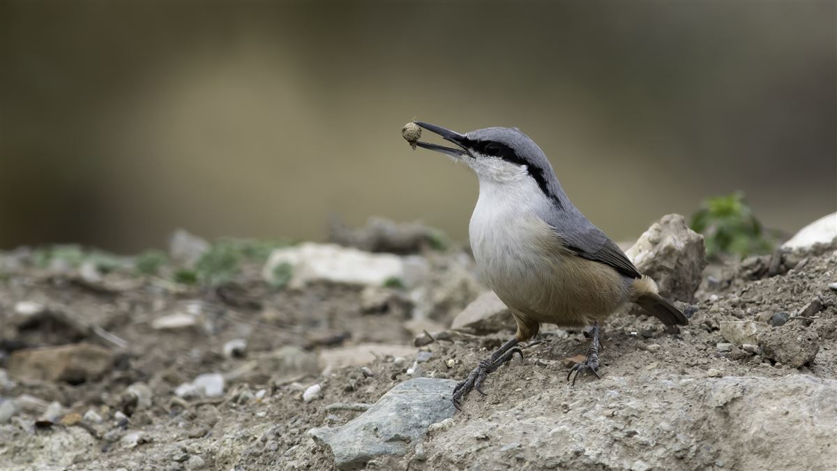 Western Rock Nuthatch