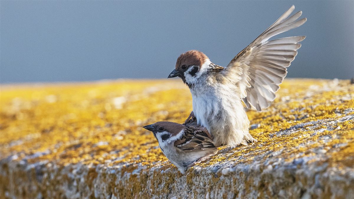 Eurasian Tree Sparrow