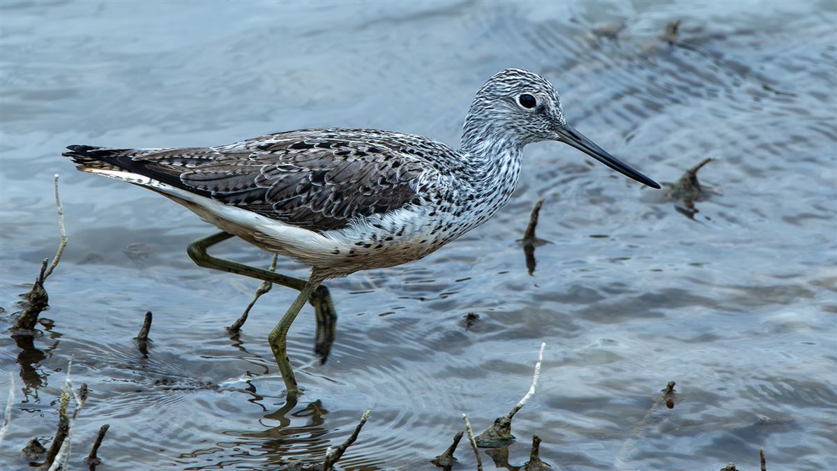 Common Greenshank