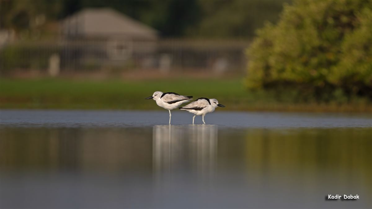 Crab-plover