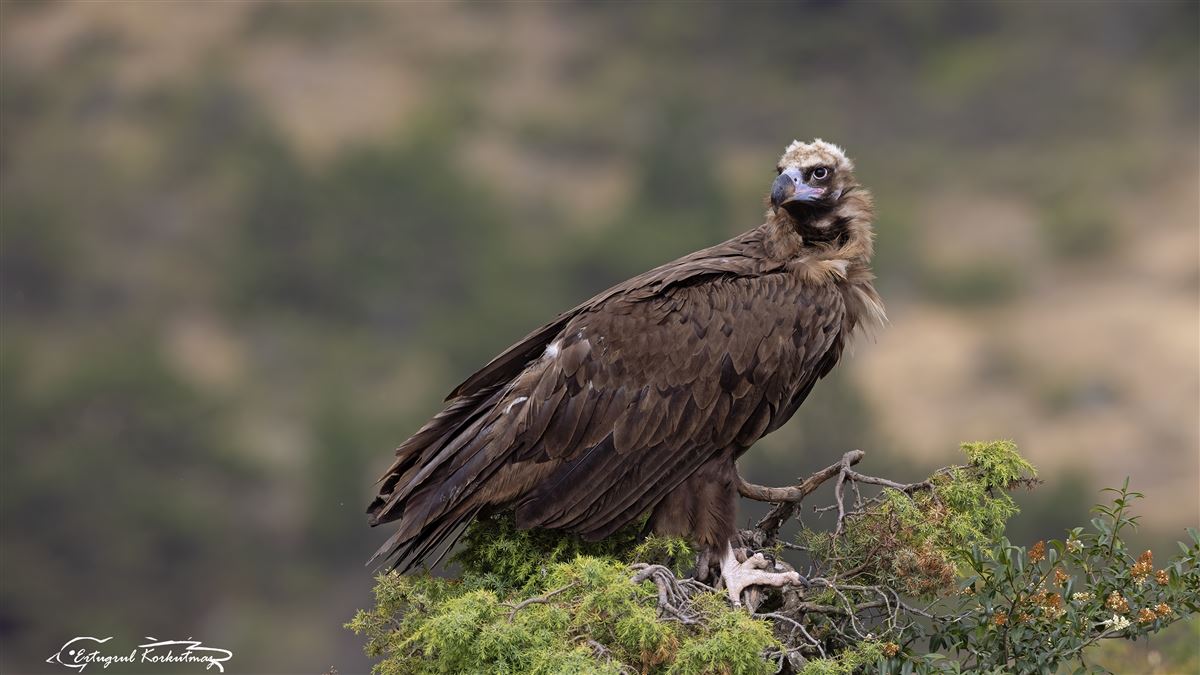 Cinereous Vulture