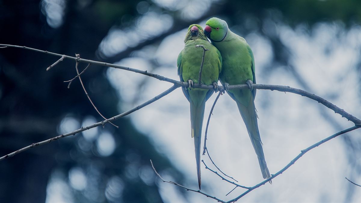 Rose-ringed Parakeet