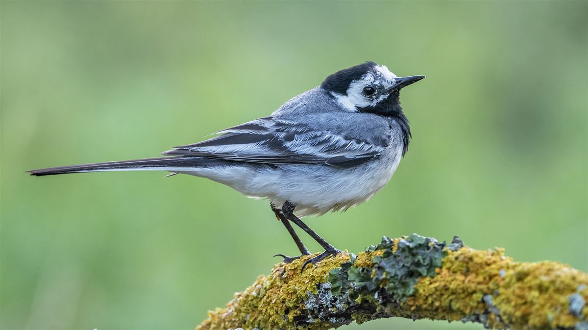 White Wagtail