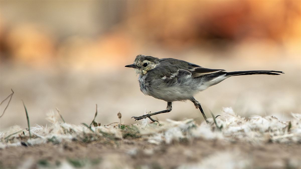 White Wagtail