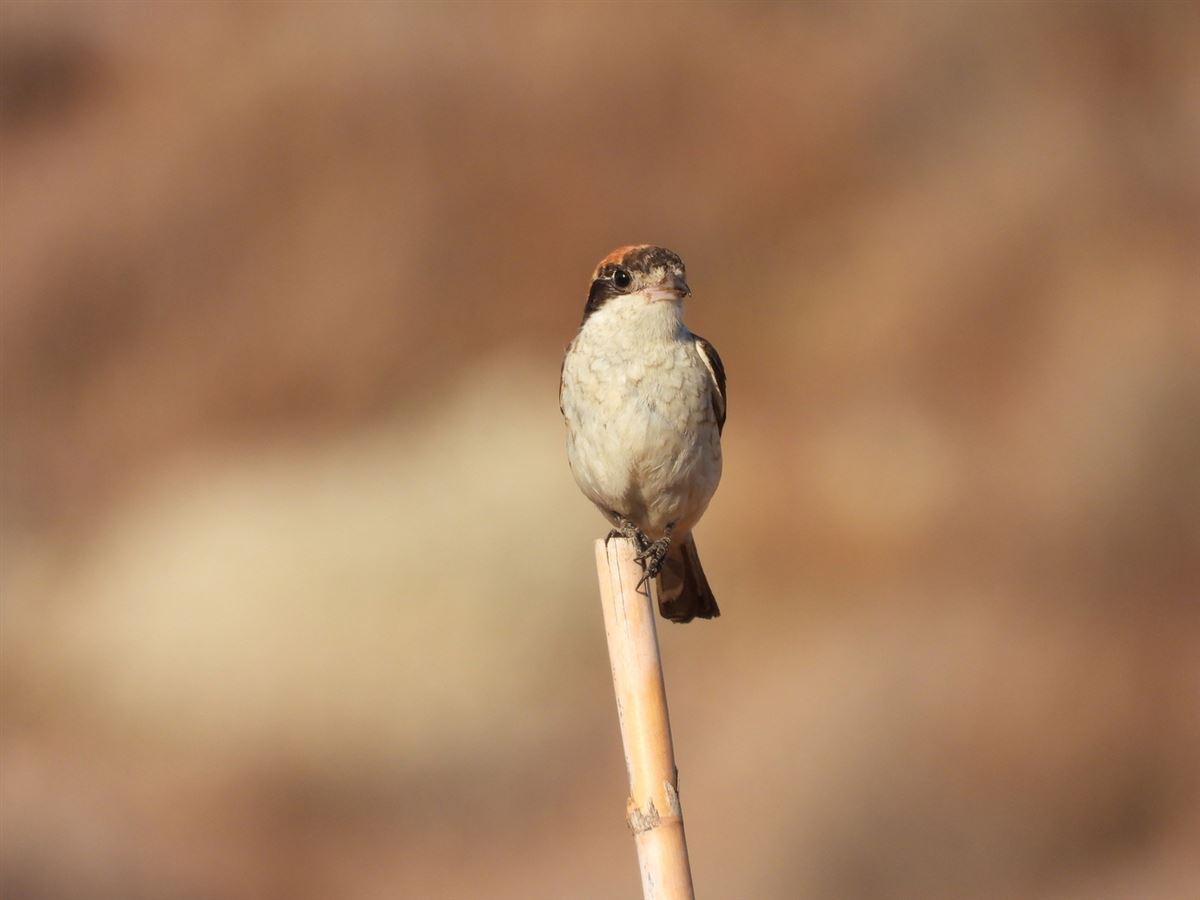 Woodchat Shrike