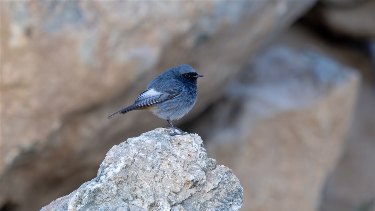 Black Redstart