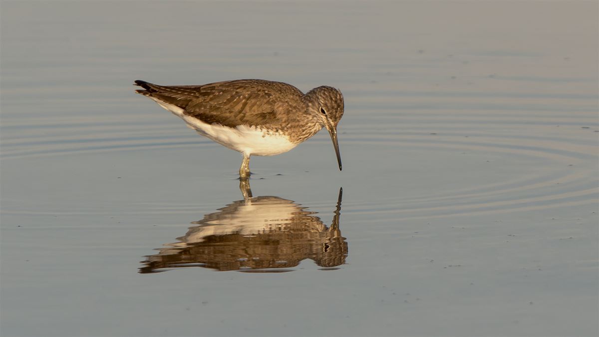Green Sandpiper