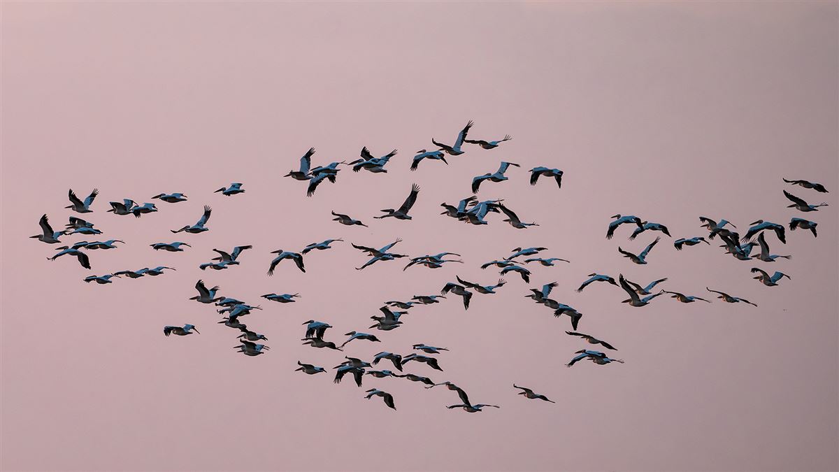 Great White Pelican