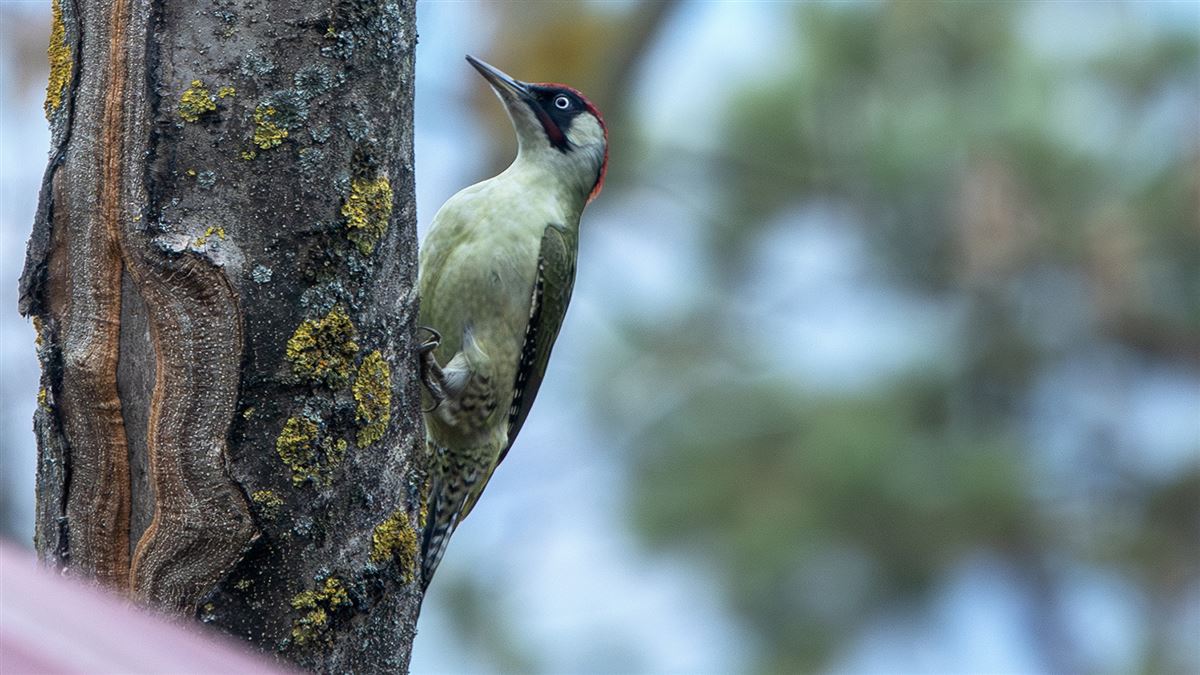 European Green Woodpecker