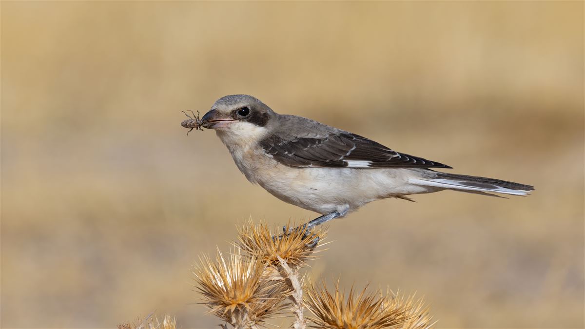 Lesser Grey Shrike