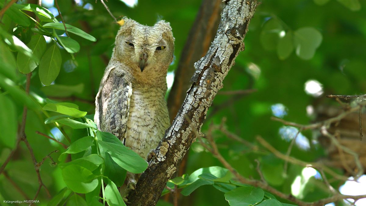 Pallid Scops Owl
