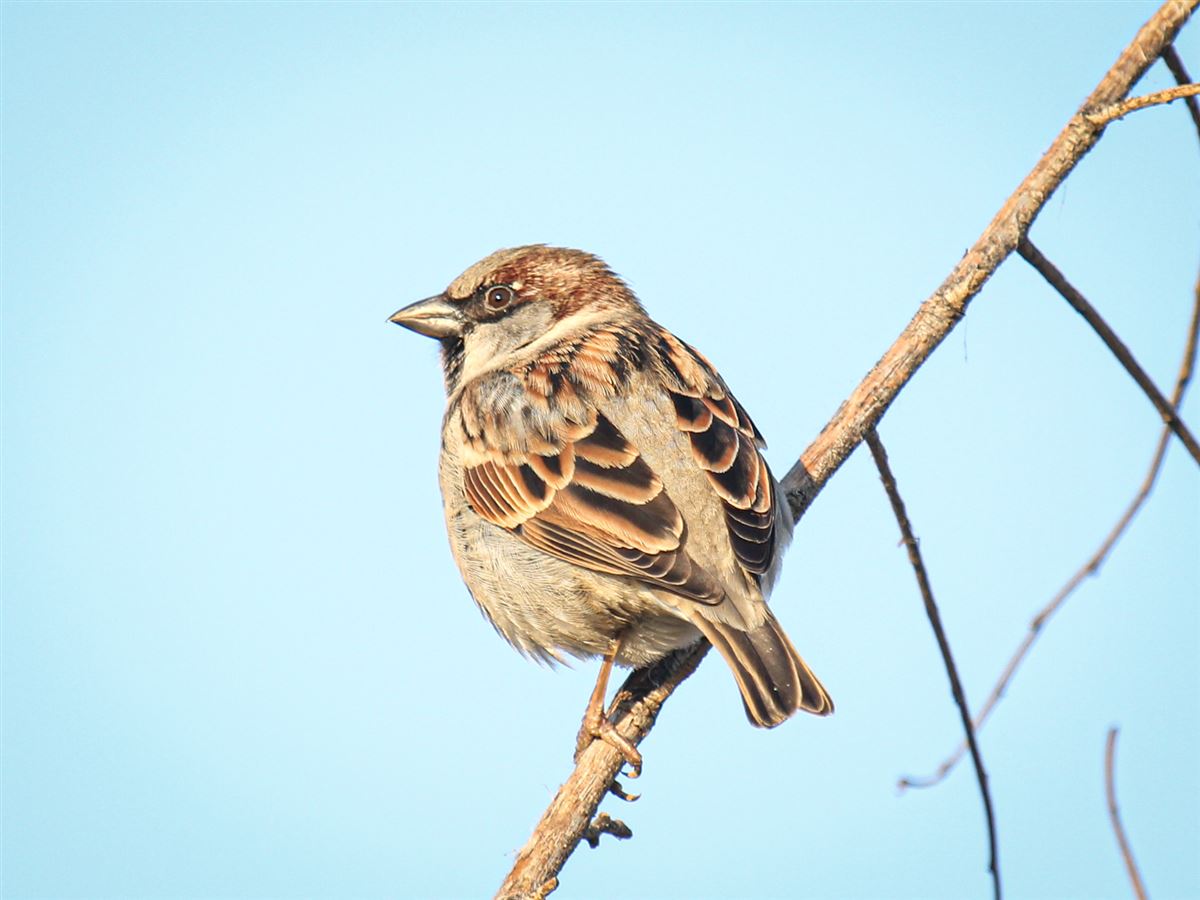 House Sparrow