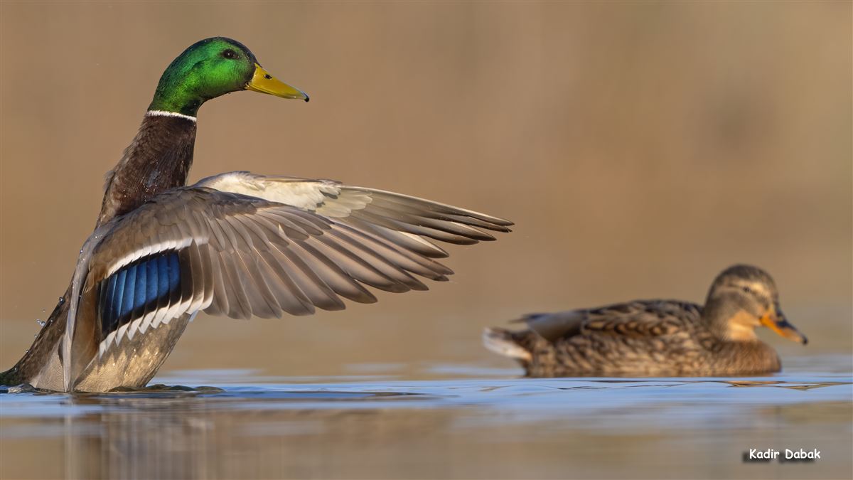 Mallard