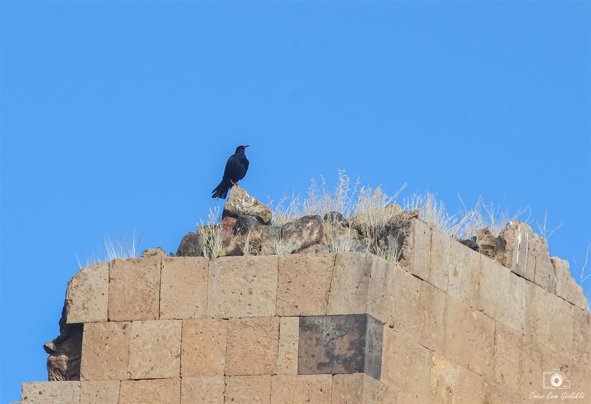 Red-billed Chough