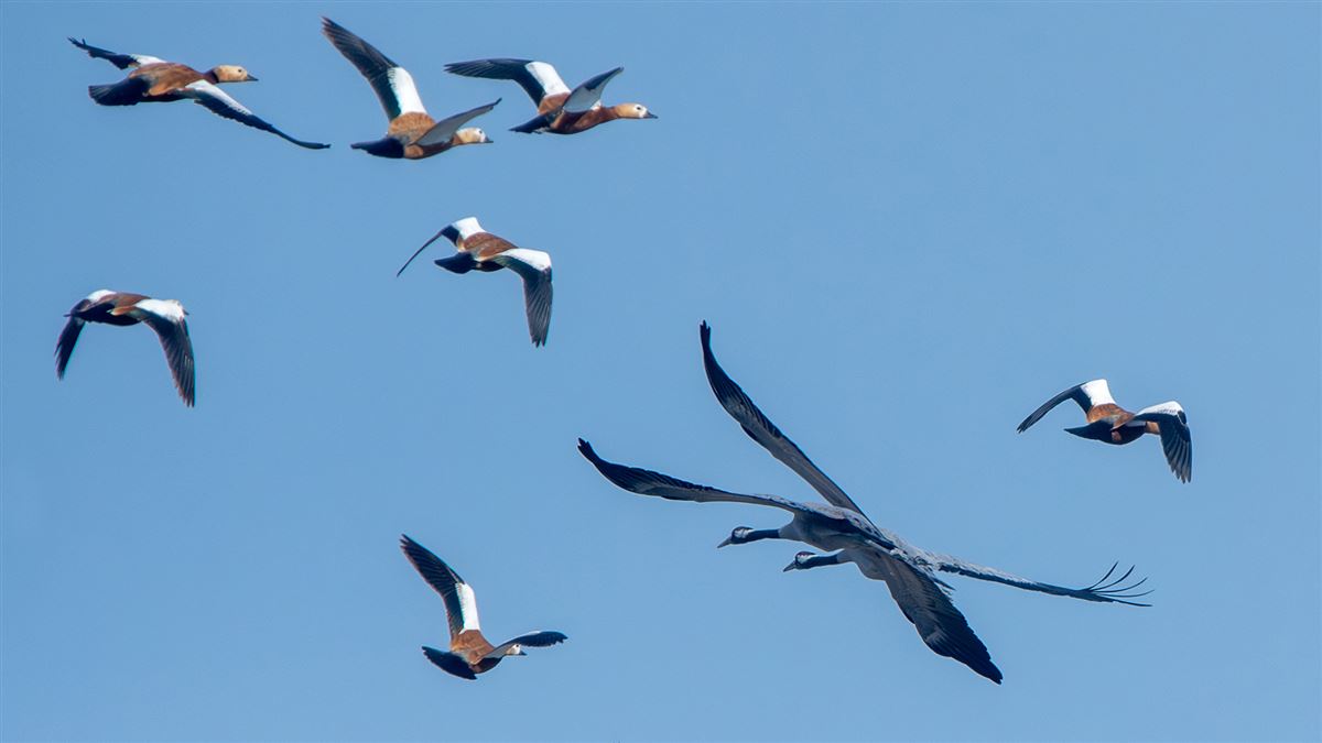 Common Crane