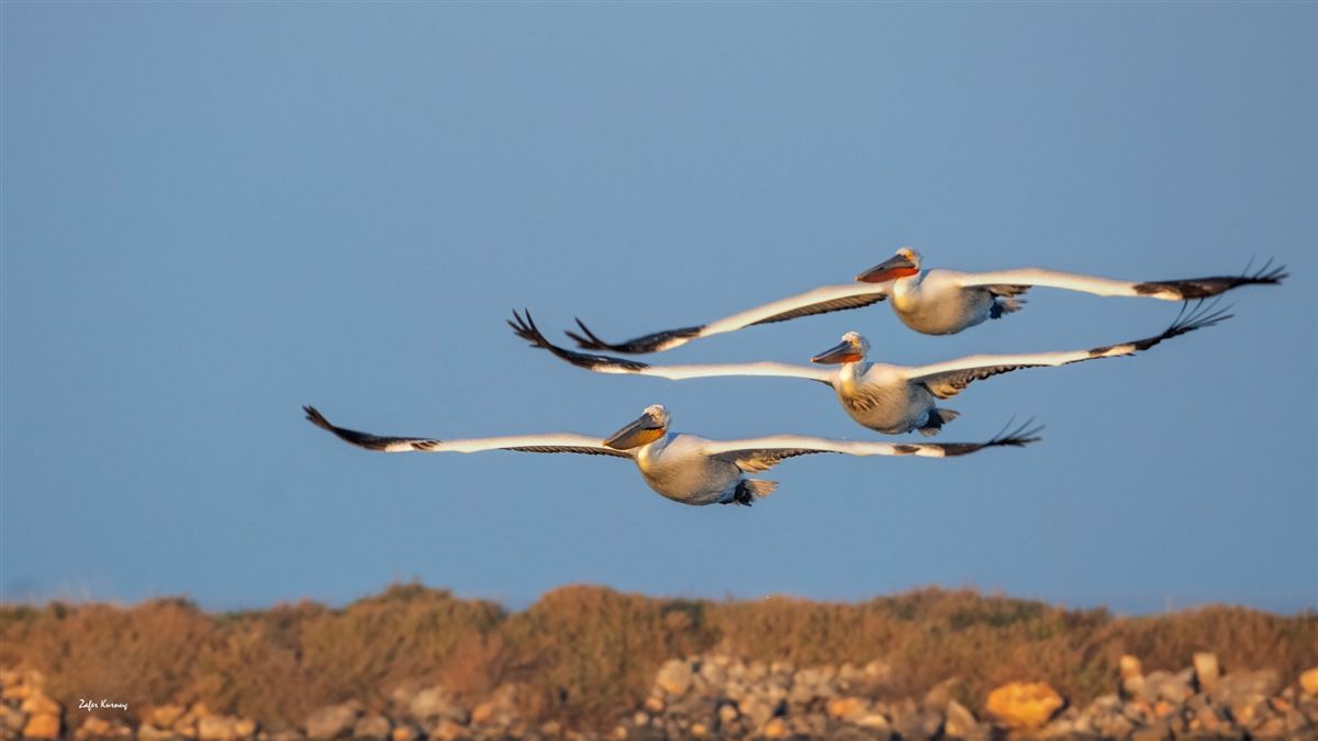 Dalmatian Pelican