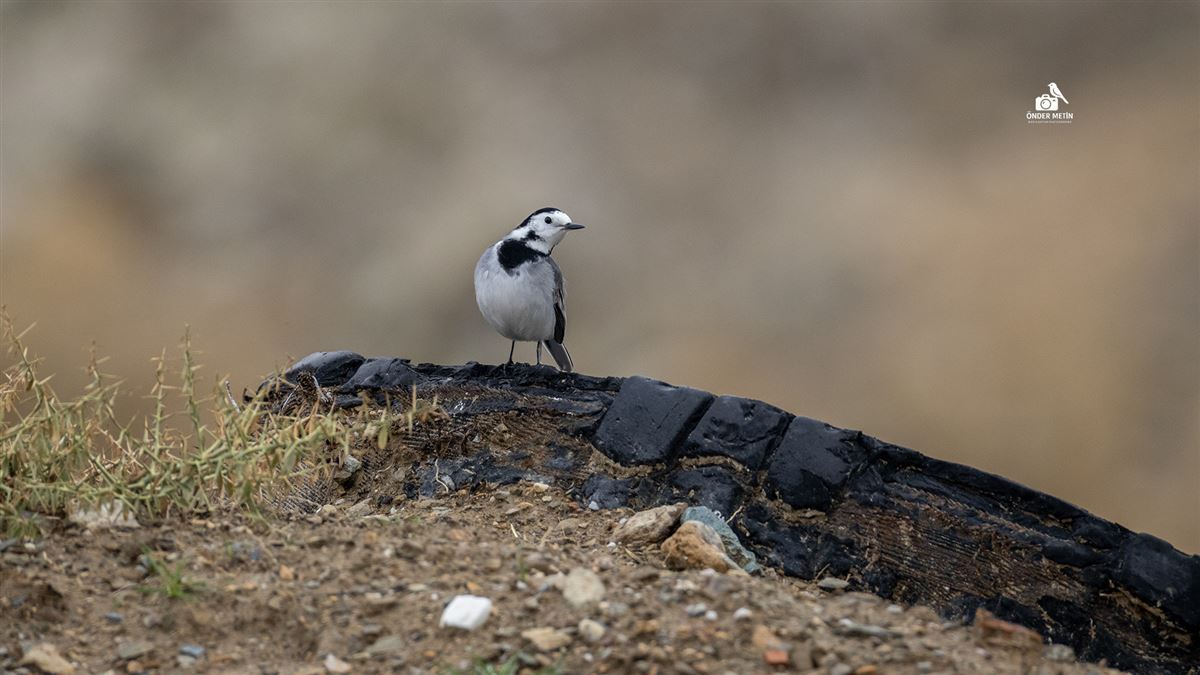 White Wagtail