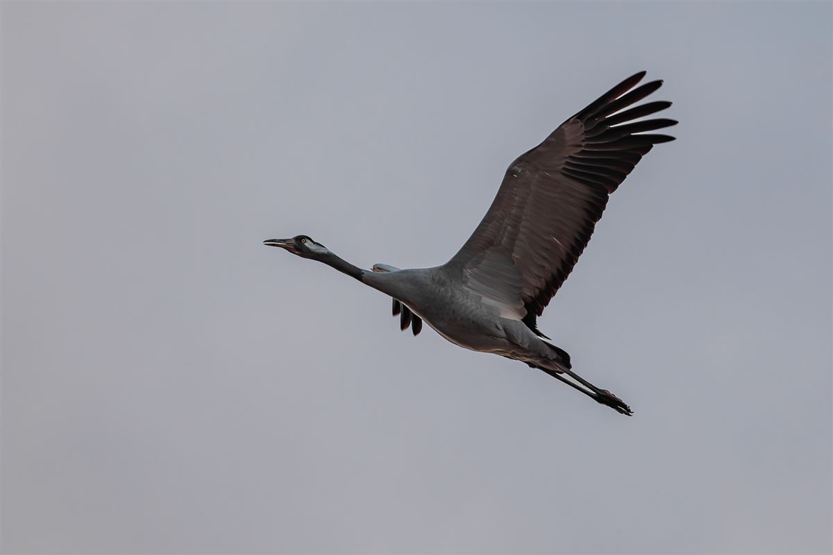 Common Crane