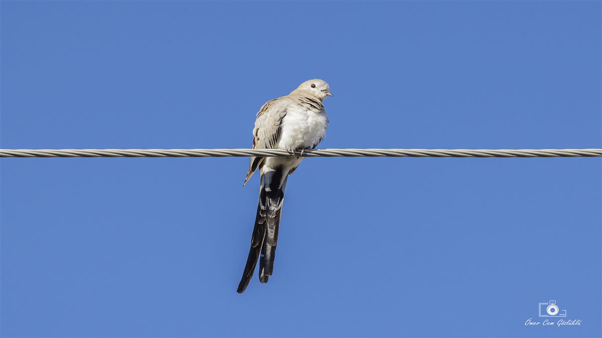Namaqua Dove