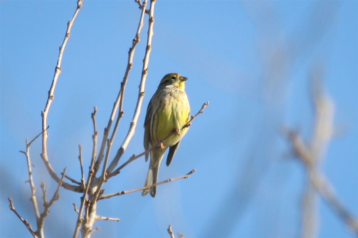 Yellowhammer