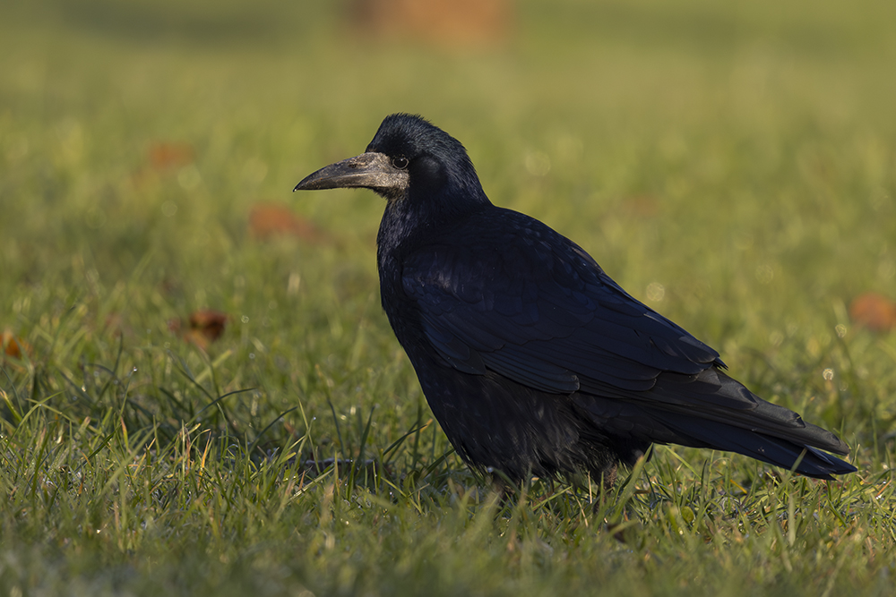 Rook