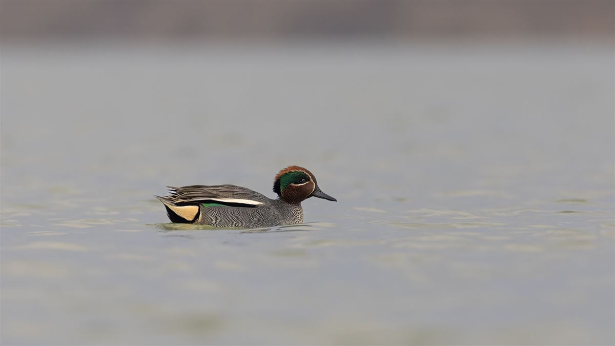 Eurasian Teal