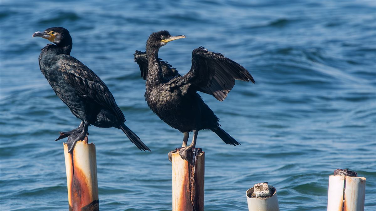European Shag
