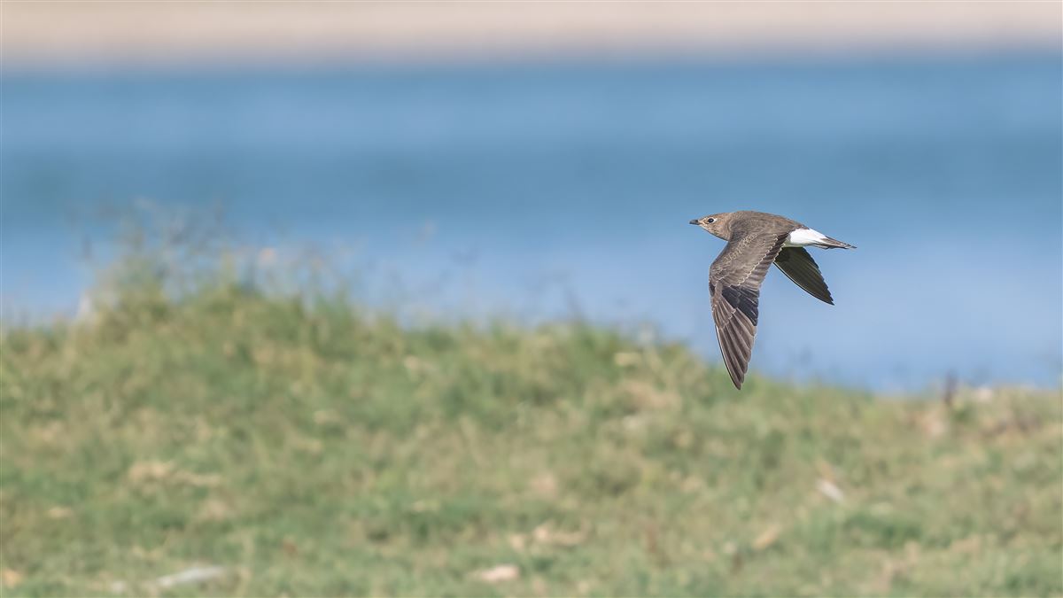 Black-winged Pratincole