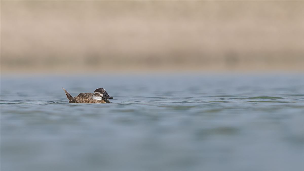 White-headed Duck