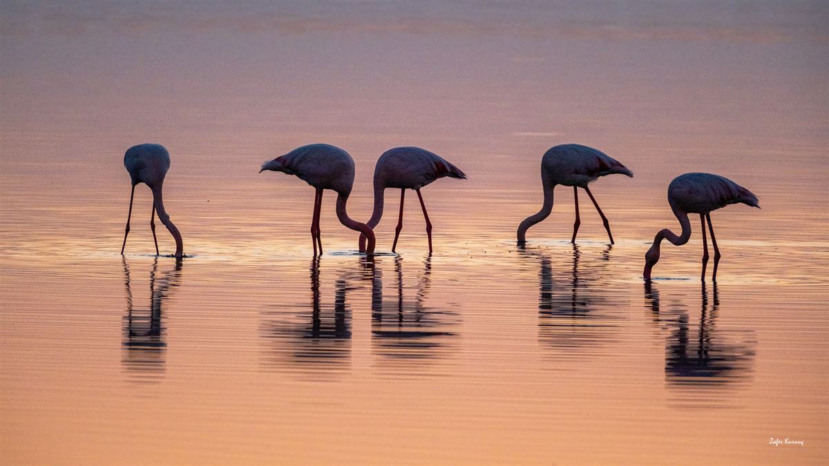 Greater Flamingo
