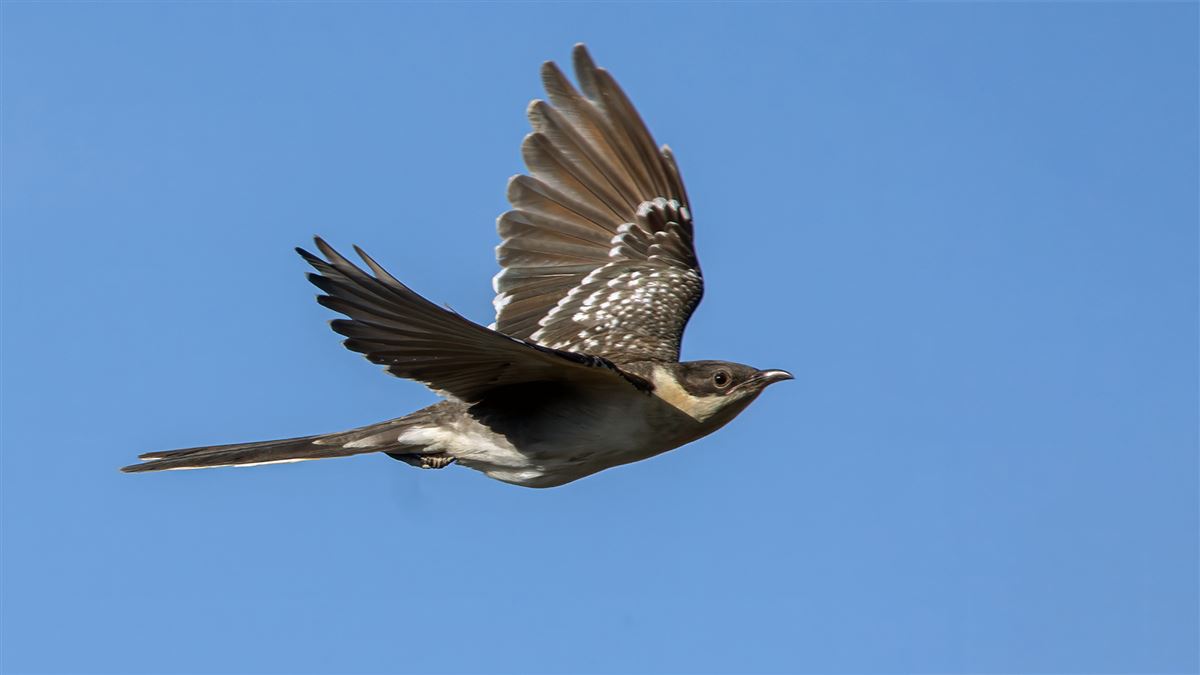 Great Spotted Cuckoo
