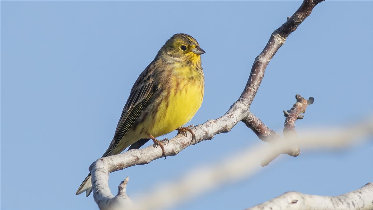 Yellowhammer