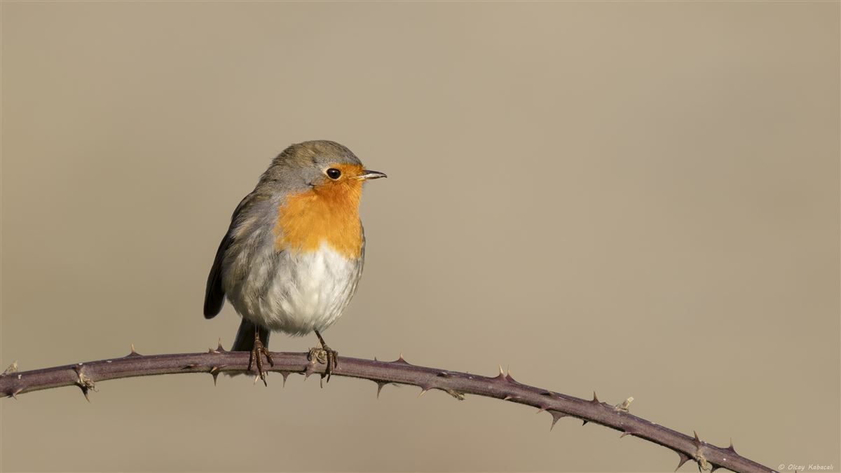 European Robin