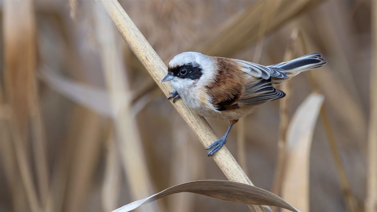 Eurasian Penduline Tit