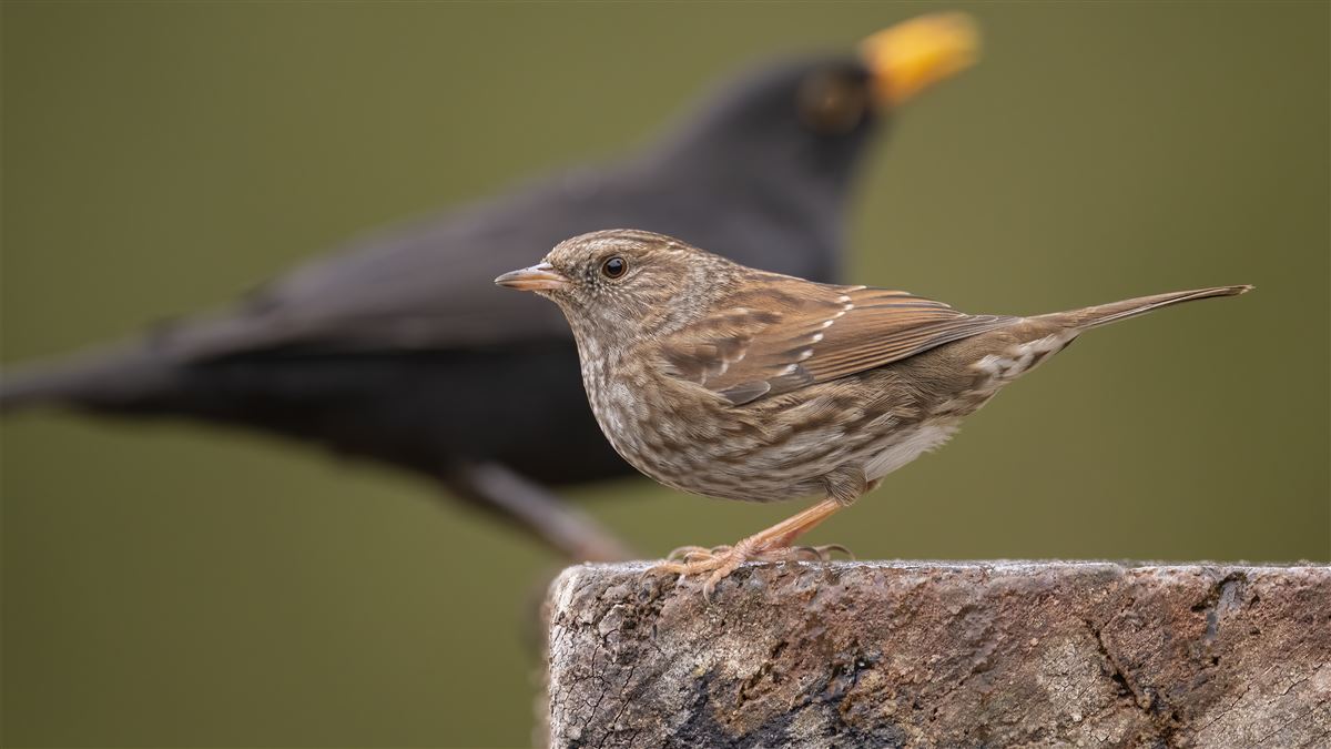 Dunnock