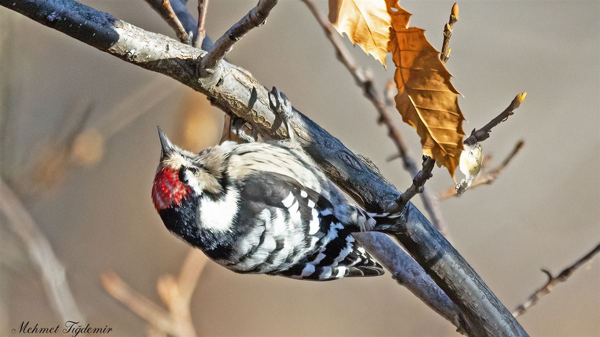 Lesser Spotted Woodpecker
